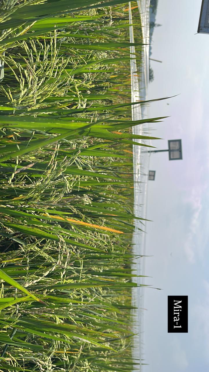 Tanaman Padi Varietas Mira-1